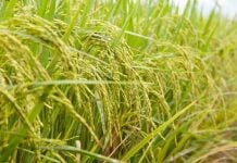 Produksi Pertanian di Aceh Barat 135 Ribu Ton