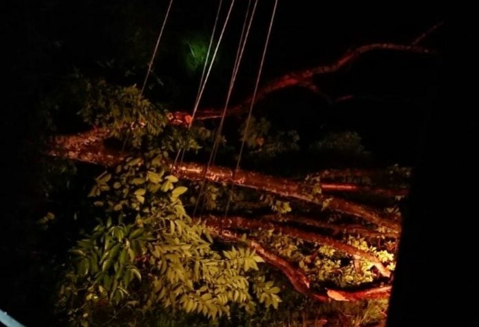 Pohon Tumbang, Dua Tiang Listrik Rubuh di Aceh Selatan | Analisa Aceh