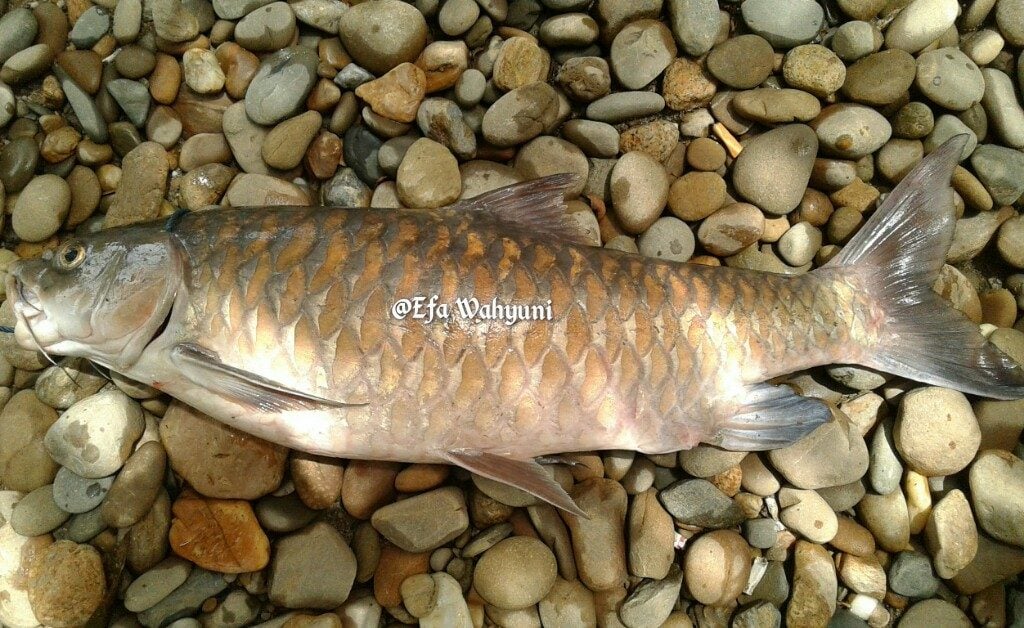  Ikan Langka  di Sungai Kluet Analisa Aceh