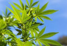 BNN Secara Tegas Menolak Usulan Politikus PKS Terkait Legalisasi Ganja