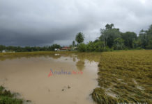 Akibat Banjir, Ratusan Hektare Sawah di Pidie Jaya Terancam Gagal Panen