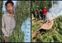 Tanam Ganja 1 Hektar, Warga Nisam Antara Diringkus Polisi