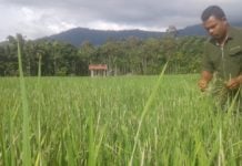 Petani Sawah di Aceh Selatan Keluhkan Serangan Hama