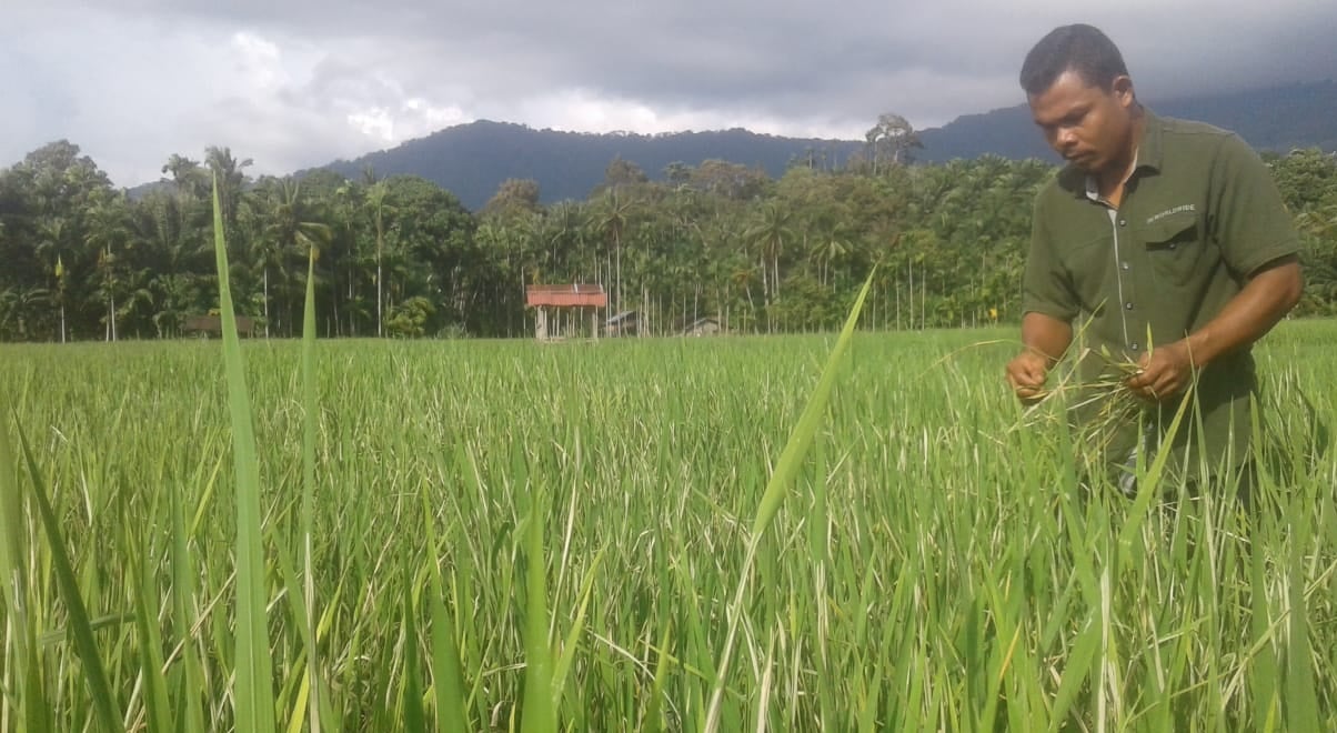 Petani Sawah  di  Aceh Selatan  Keluhkan Serangan Hama 