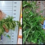 Tanam Ganja di Kebun Belakang Rumah, Warga Aceh Utara Diringkus Polisi