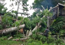 Pohon Tumbang Timpa Rumah Warga di Aceh Jaya