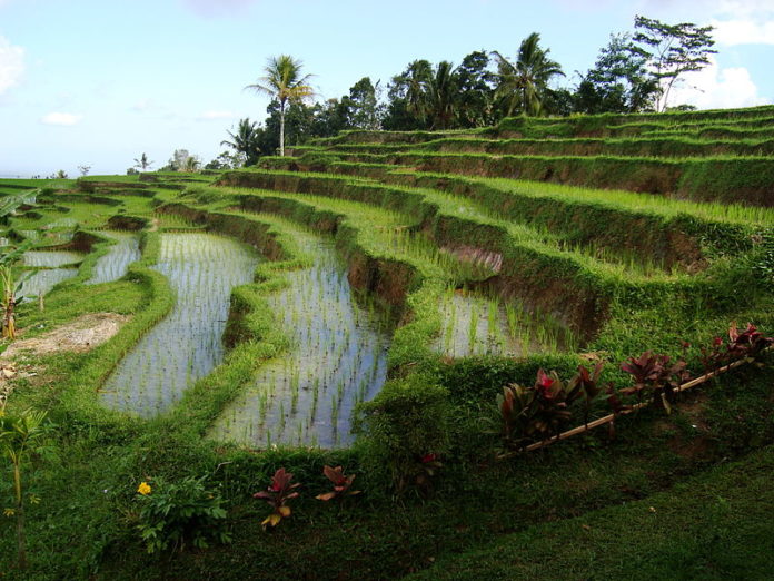 800px-Rice_terraces_in_Jatiluwih,_Tabanan_Regency,_Bali,_Indonesia