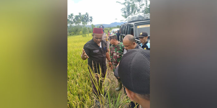 Abusyik Pantau Hasil Penyemprotan Pupuk Alam Organik Abusyik Pantau Hasil Penyemprotan Pupuk Alam Organik