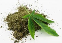 Menteri Pertanian Tetapkan Ganja Sebagai Tanaman Obat Binaan