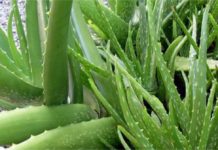 Lidah Buaya, Tanaman Seribu Manfaat untuk Kecantikan, ini Khasiatnya