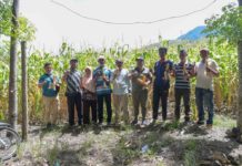 Petani Jagung Gampong Teuladan, Jatuh Bangun dan Bangkit Berkat Bantuan Pemerintah