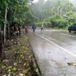 Pohon Tumbang di Lhoong Timpa Kabel Listrik PLN dan Sepeda Motor