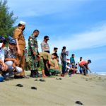 Ratusan Tukik Penyu Laut Dilepasliarkan di Pantai Singgah Mata Rantau Sialang