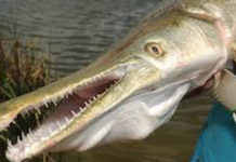 Mengenal Ikan Aligator, Predator Air Tawar yang Langka