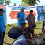 Turkiye Diyanet Foundation Potong 67 Ekor Sapi Kurban Untuk Masyarakat Tiga Kabupaten di Aceh
