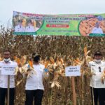 Tingkatkan Ekonomi Masyarakat, Bupati Pijay Galakkan Tanam Jagung