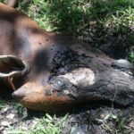 Harimau Berkeliaran di Pemukiman, Warga Aceh Jaya Resah