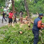 Dilanda Angin Kencang, Belasan Pohon Tumbang di Aceh Besar