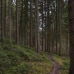 Cari Kerbau Peliharaannya di Hutan, Seorang Warga Aceh Timur Hilang