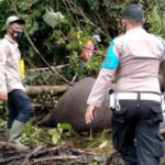 Seekor Gajah Betina Ditemukan Mati di Bener Meriah