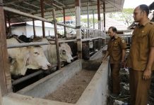 Persediaan Daging untuk Meugang Ramadhan di Banda Aceh Dipastikan Cukup