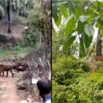 Harimau Sumatera Masuk Kebun Warga di Aceh Selatan, BKSDA Akan Turunkan Pawang