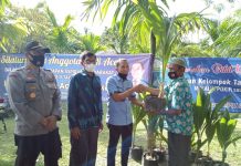 Berdayakan Kelompok Tani, Irpannusir Serahkan 800 Bibit Kelapa Hibrida Pandan Wangi di Abdya