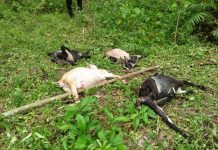 Harimau Mangsa Ternak Warga di Aceh Selatan