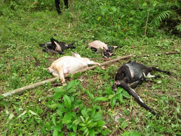 WhatsApp Image 2021-10-30 at 20.15.37