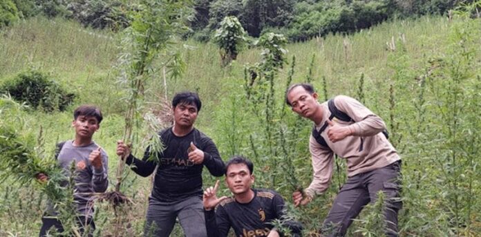 polda-sumut-temukan-2-hektar-ladang-ganja-di-madina-jyi