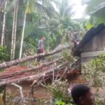 Angin Kencang, Pohon Tumbang Timpa Lima Rumah Warga di Aceh Jaya