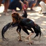 Polisi Gerebek Arena Judi Sabung Ayam di Bener Meriah, 29 Orang Ditangkap