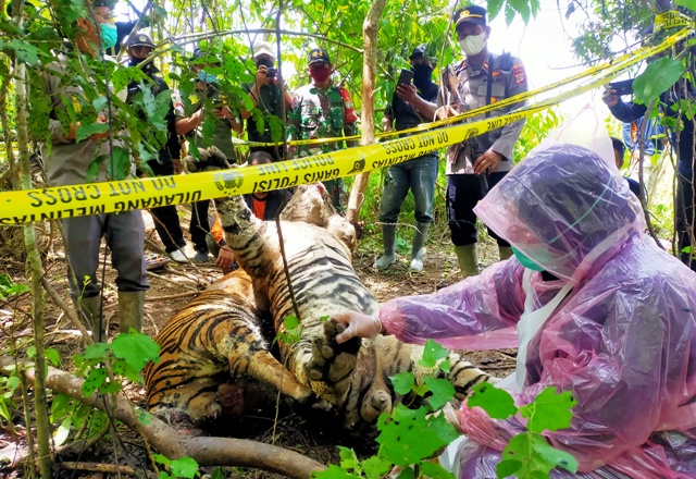 Usut Kematian Tiga Harimau, Polres Aceh Timur Bersama BKSDA Lakukan Olah TKP dan Nekropsi 4