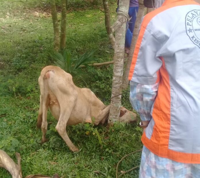 IMG-20220511-WA0019_1