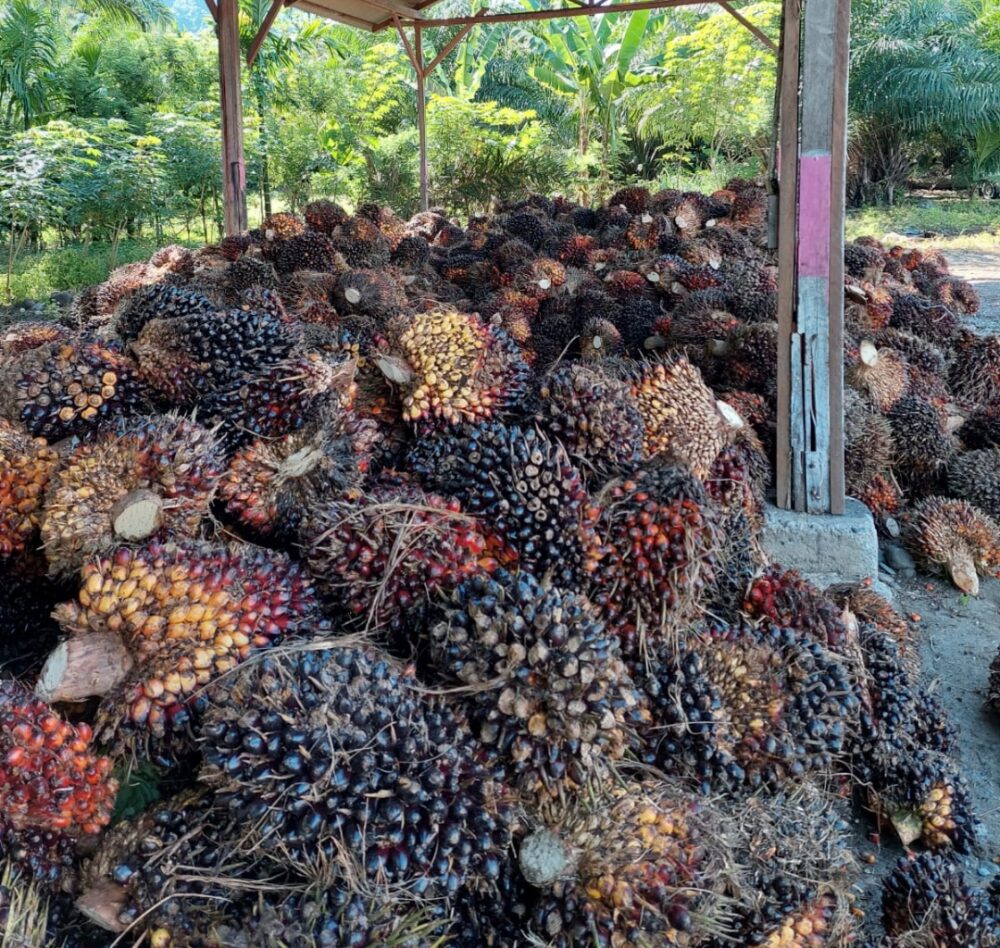 Ekspor CPO Sudah Dibuka, Harga TBS Kelapa Sawit Di Abdya Masih Rendah ...