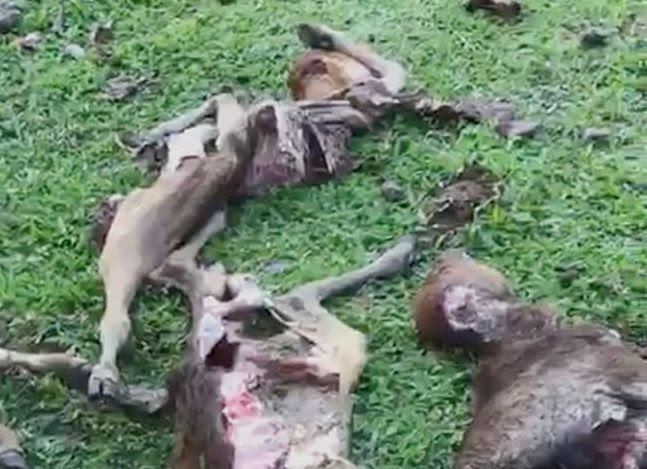 811e122ca4b16cea1705345e30237b72