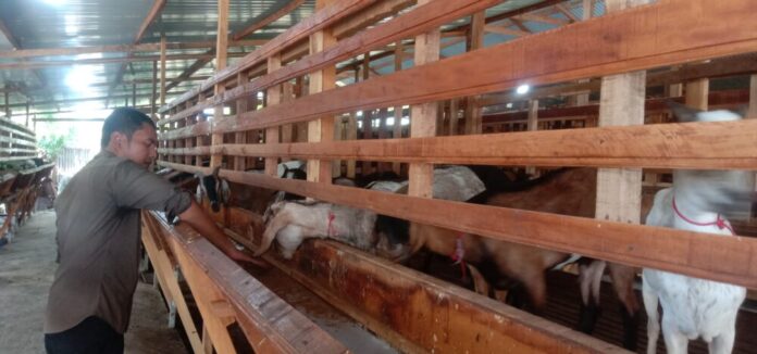 Hewan Qurban yang dijual di Kutaraja Aqiqah, foto : Naszadayuna/analisaaceh.com Hewan Qurban yang dijual di Kutaraja Aqiqah, foto : Naszadayuna/analisaaceh.com