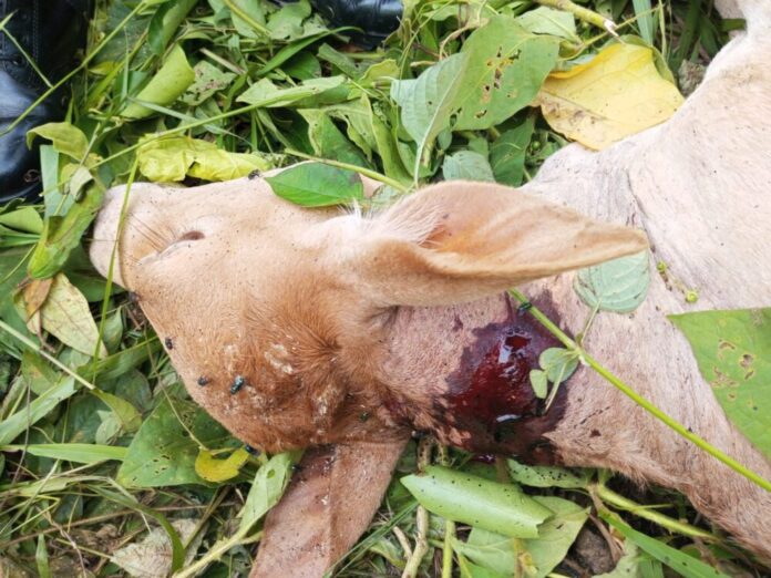 2ab2eb86a7a43727d050a4ec74ca1a16