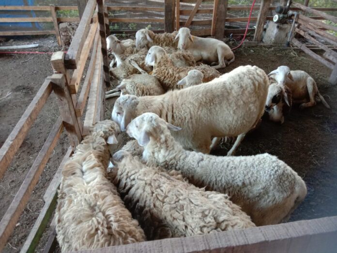 Ternak yang dijual, foto : naszadayuna/analisaaceh.com