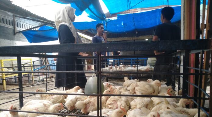 Harga Ayam di Blangpidie Turun, Pedagang Keluhkan Sepi Pembeli