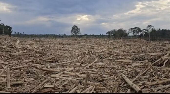 Pemerintah Aceh Larang Ambil Kayu Sisa Banjir Bandang