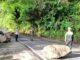 Tebing Pegunungan Geurutee Longsor, Jalan Nasional Tertutup Sebagian